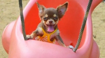 17 Ways Your Dog Will Improve Your Quality Of Life