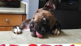 15 Dogs Who Thought Their Ninja Skills Would Score Them Food