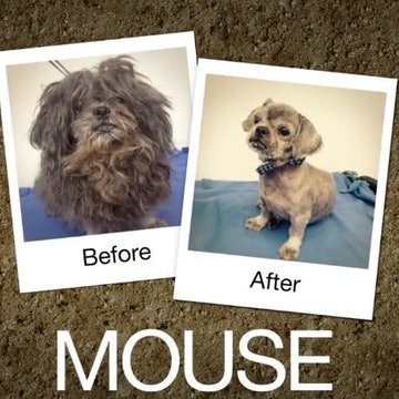 10 Dramatic Transformations Of Strays That'll Make You Believe In Second Chances