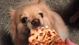 If You Live In Any of These 6 States, You Can Now Take Your Dog Out For a Meal