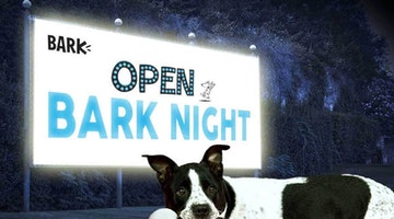 WE’RE BRINGING OPEN BARK NIGHT TO THE DRIVE-IN (COMING TO A CITY NEAR YOU!)